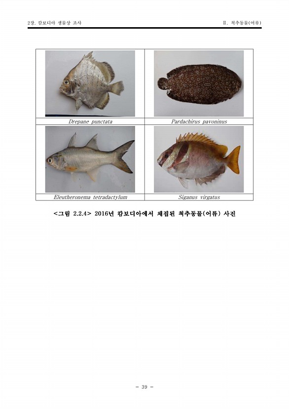 39페이지
