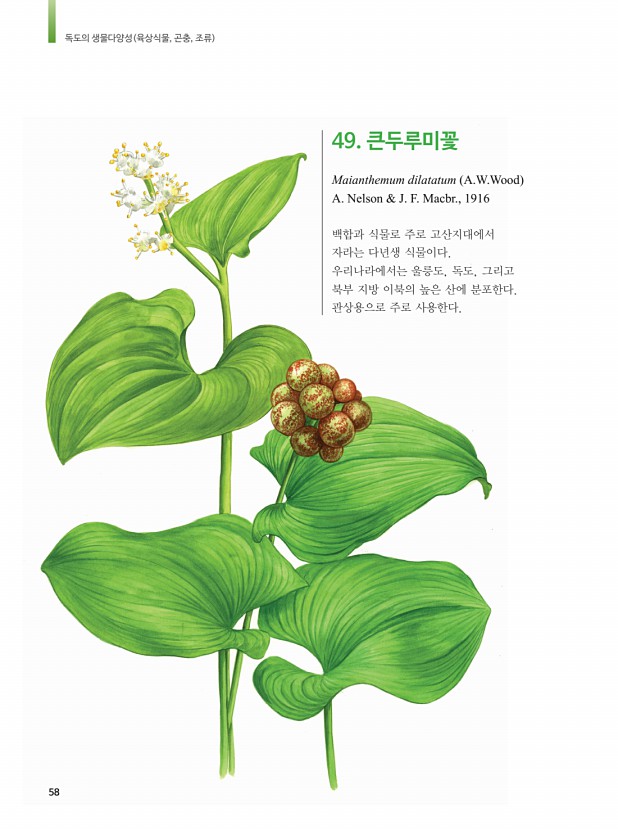50페이지