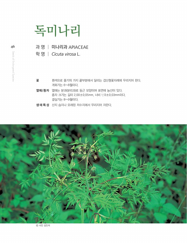 44페이지
