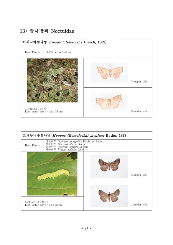 51페이지