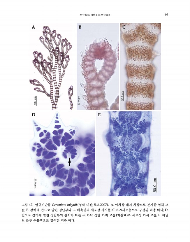 71페이지