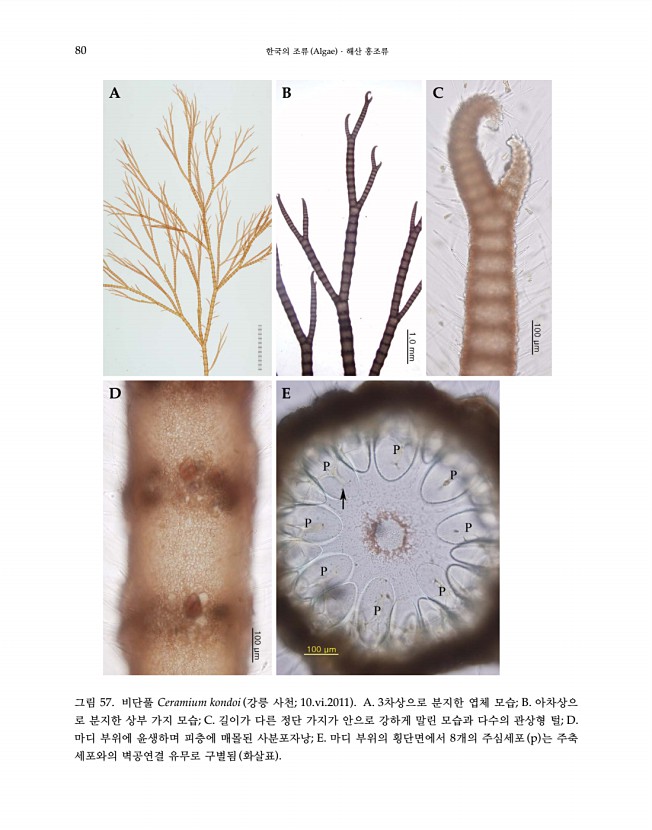 82페이지