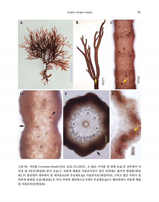83페이지