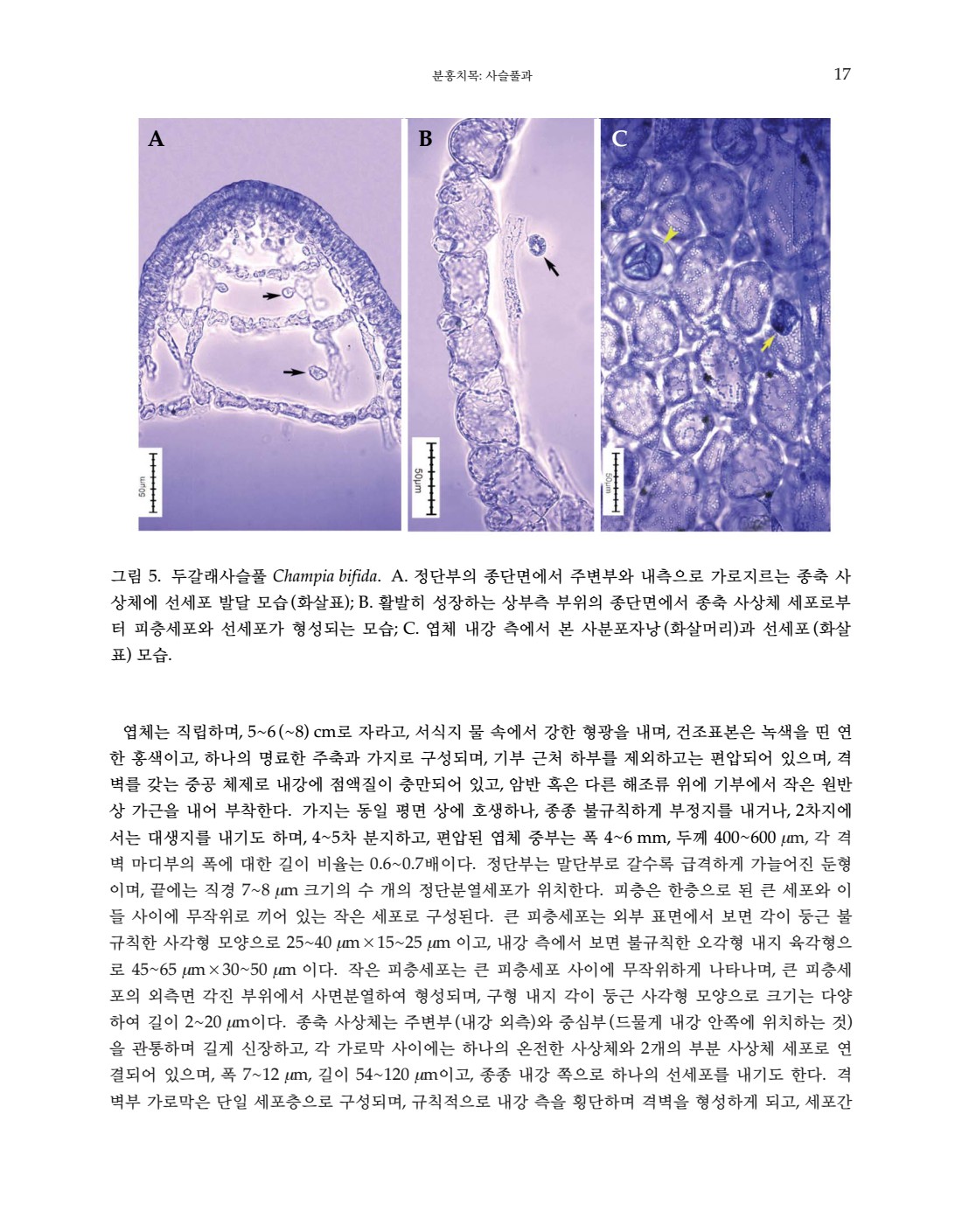 페이지