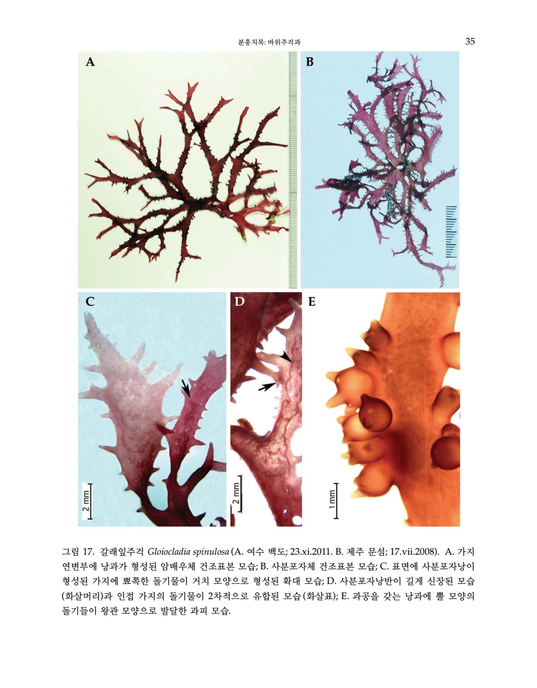 페이지