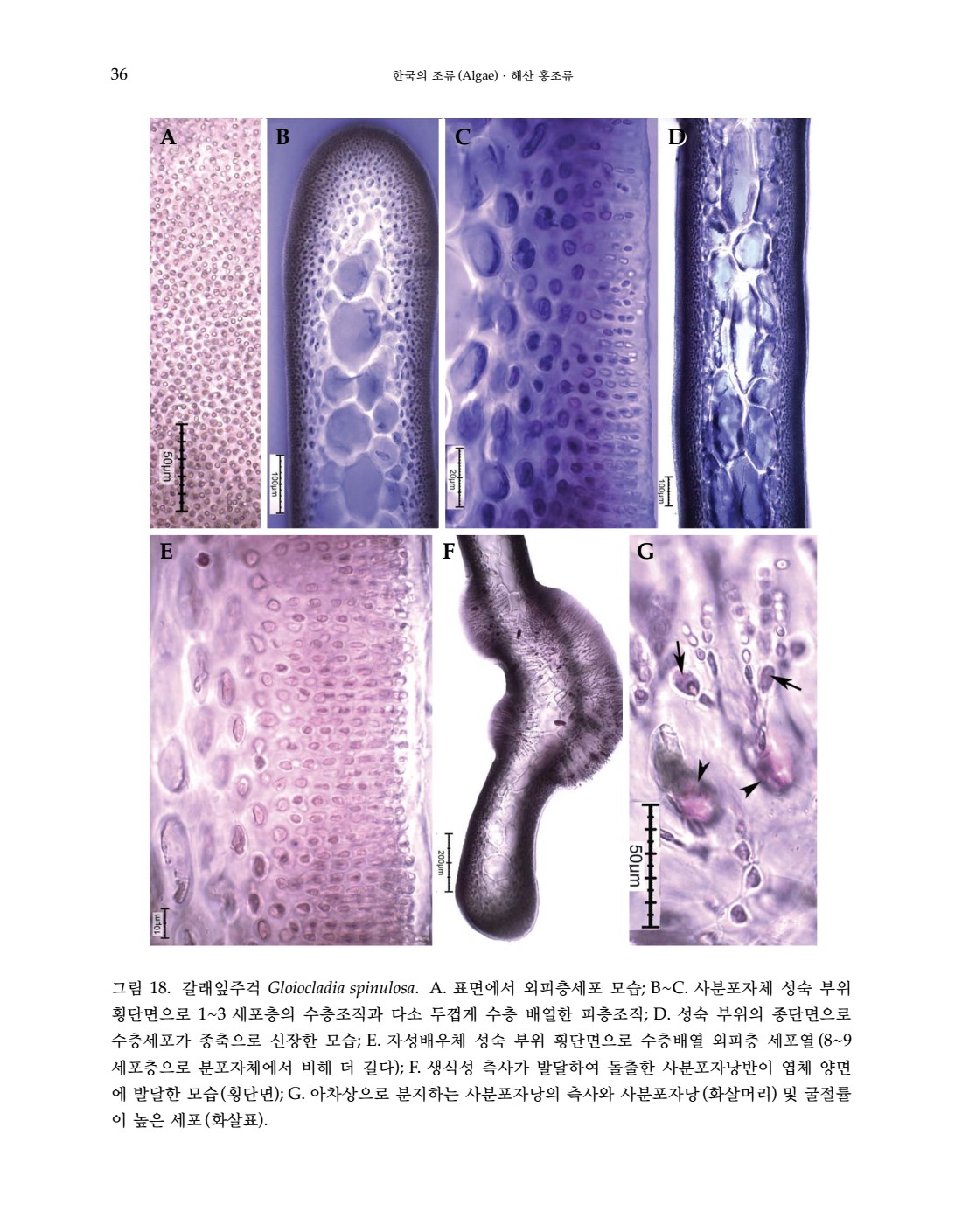 페이지