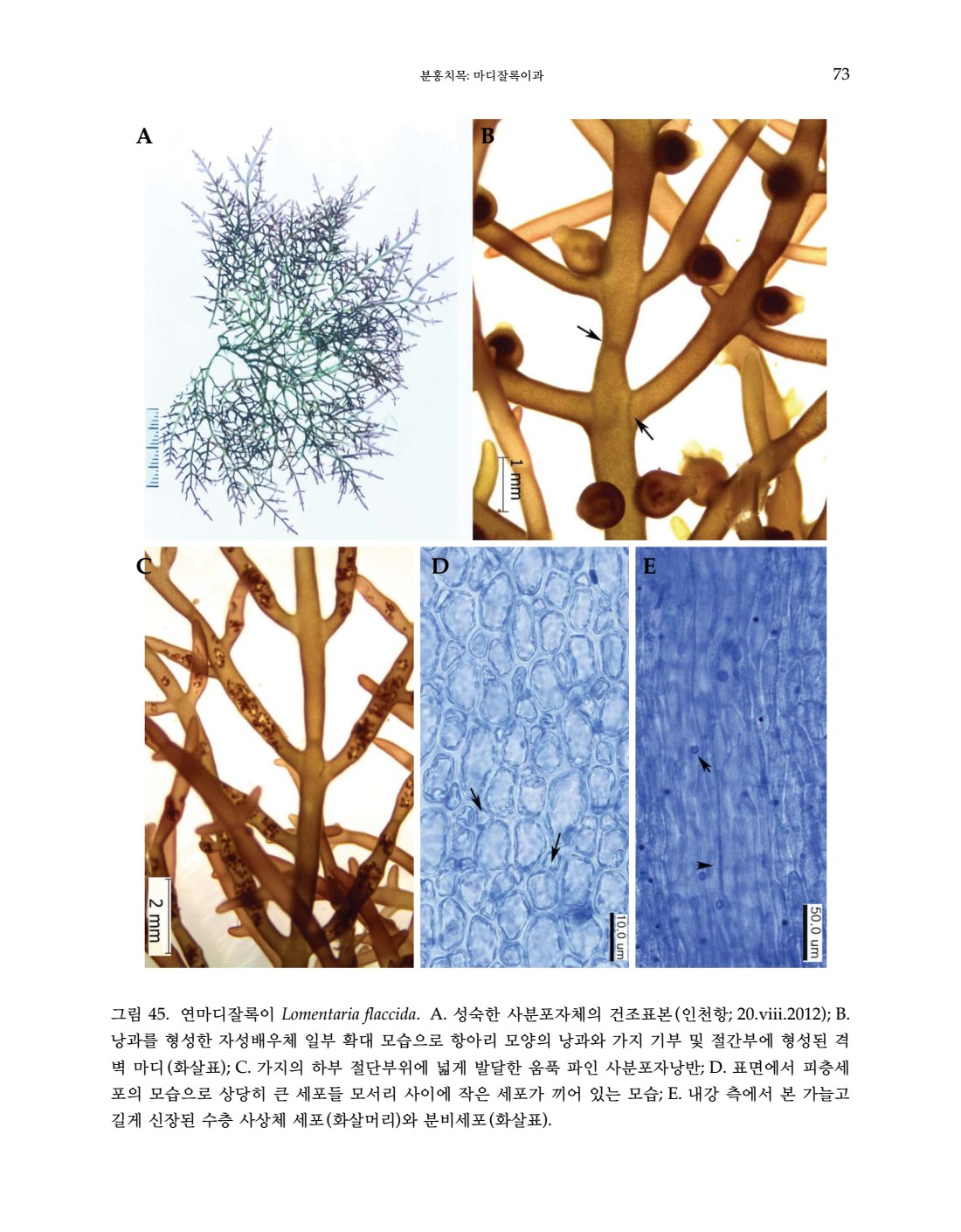 페이지
