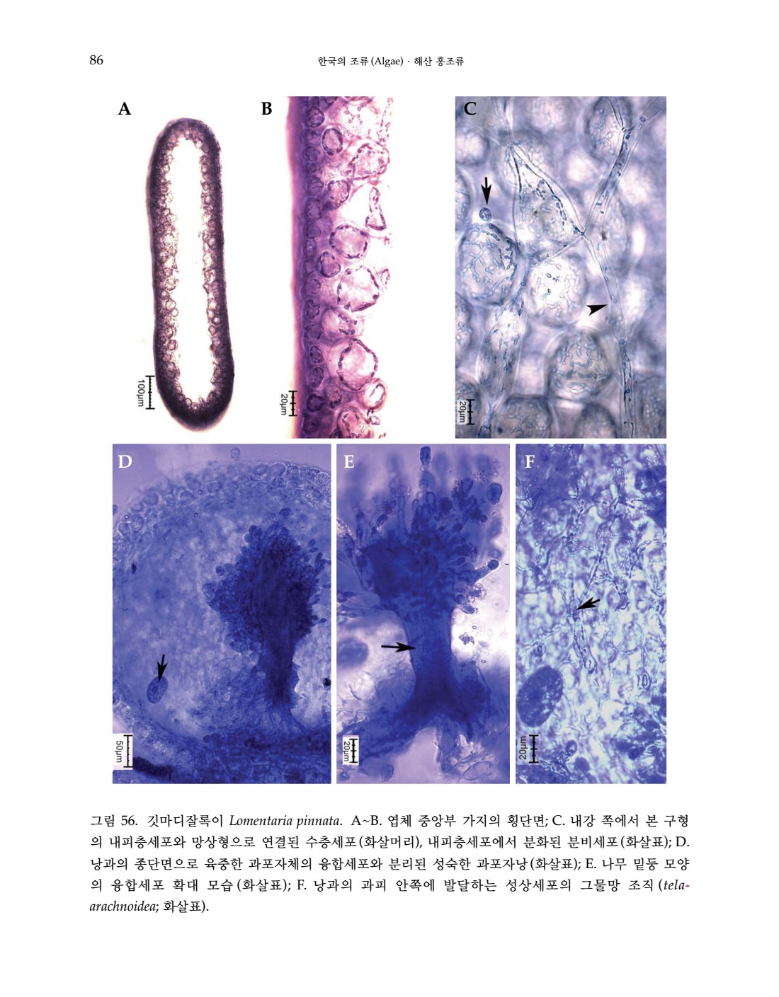 페이지