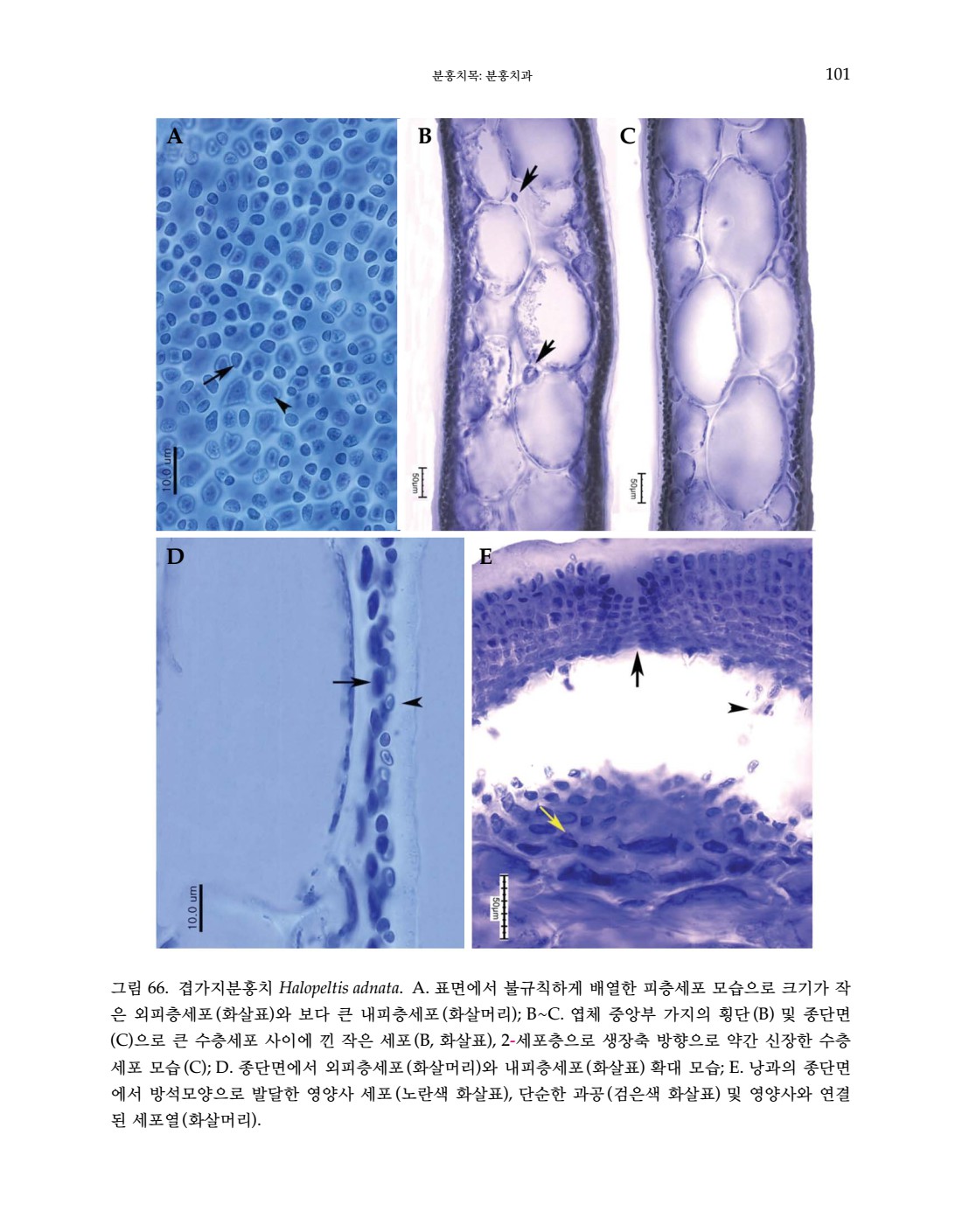 페이지