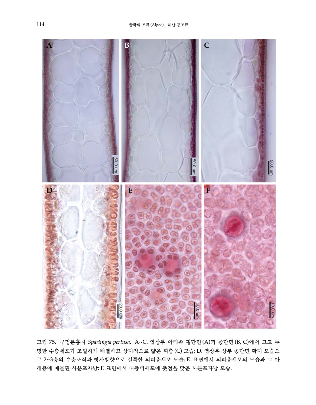 페이지