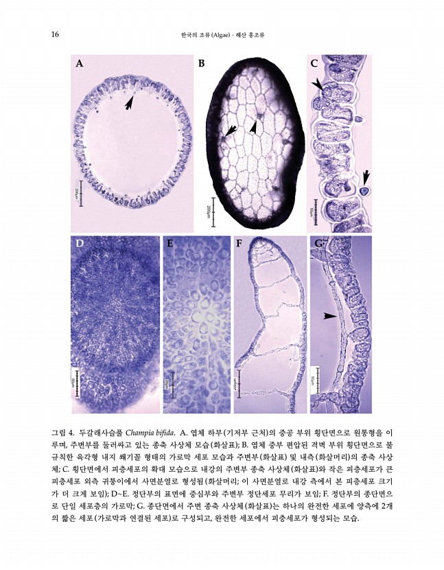 15페이지