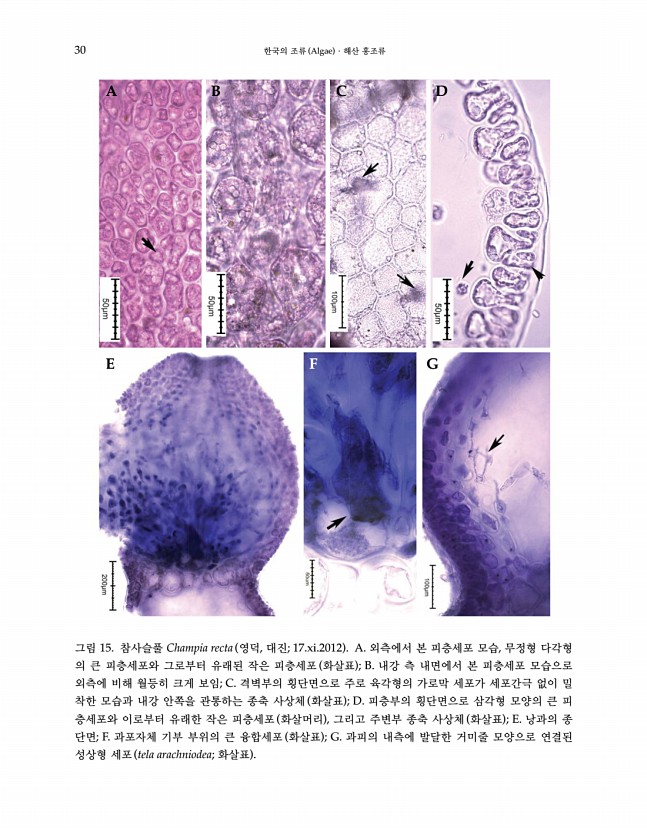 29페이지