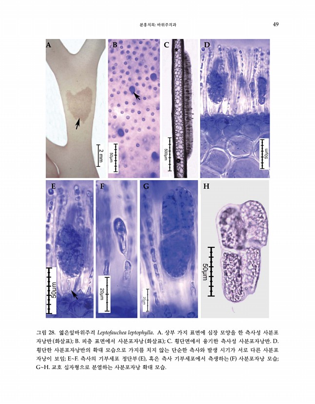 48페이지