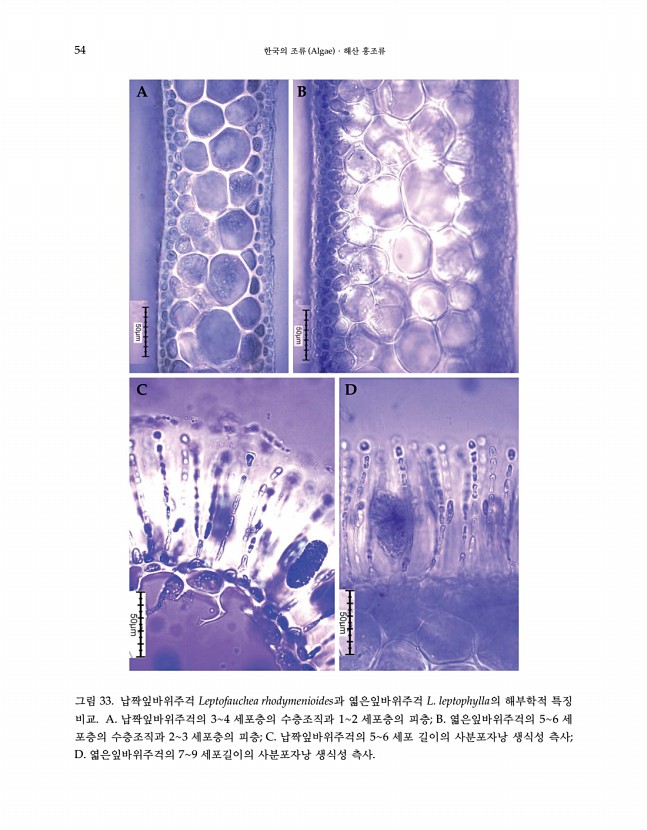 53페이지