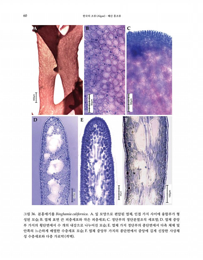 59페이지