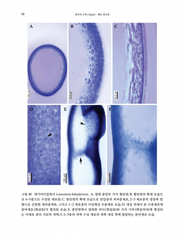 77페이지