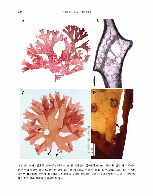 99페이지