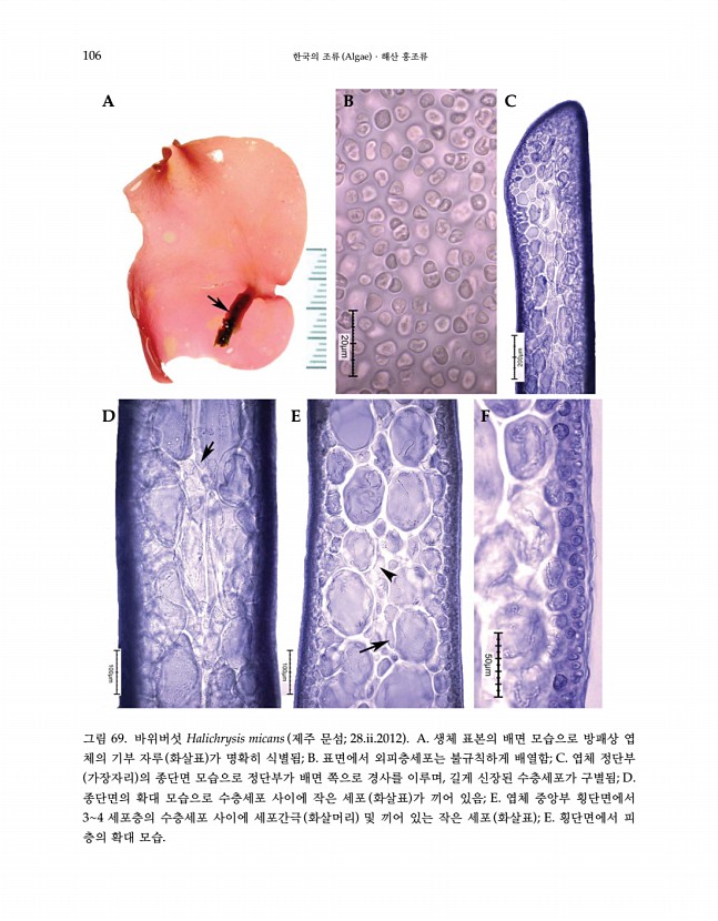 105페이지