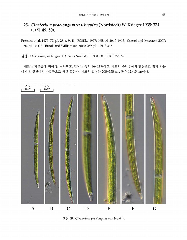 49페이지