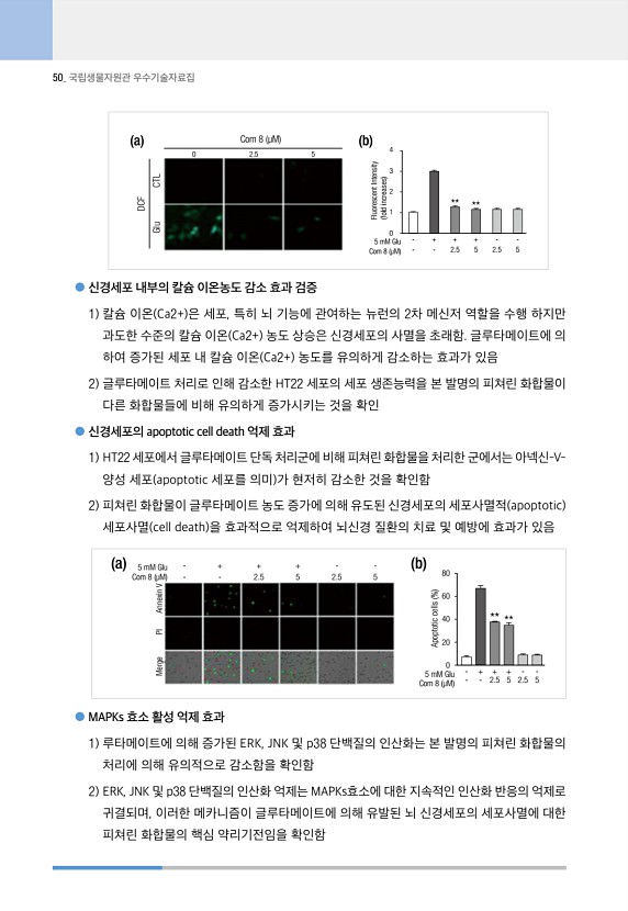 50페이지